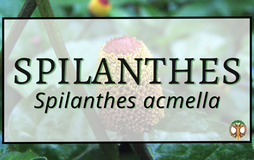 Spilanthes