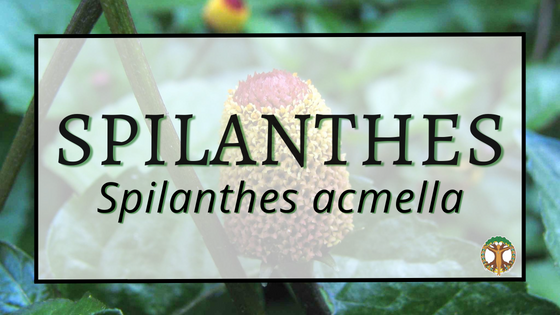 Spilanthes