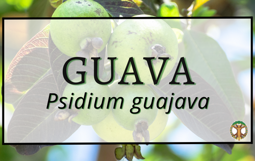 Guava