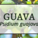 Guava