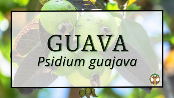 Guava