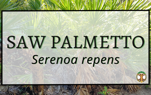 Saw palmetto