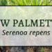 Saw palmetto