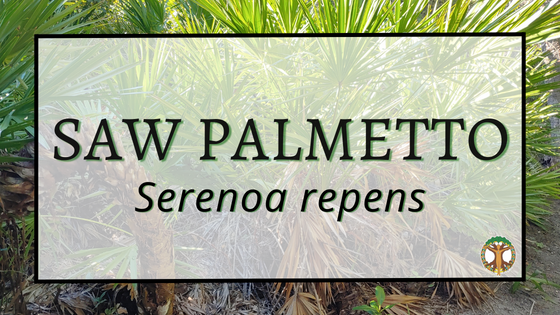 Saw Palmetto