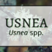 Usnea