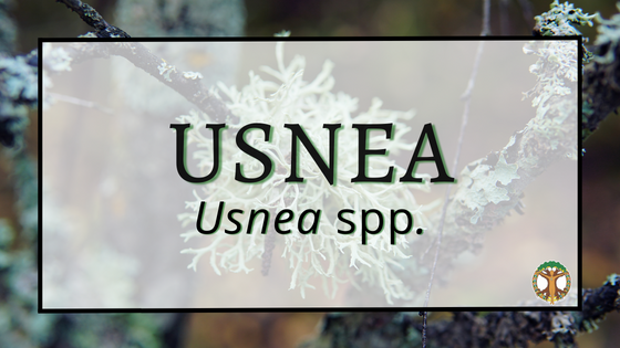 Usnea