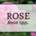 Rose