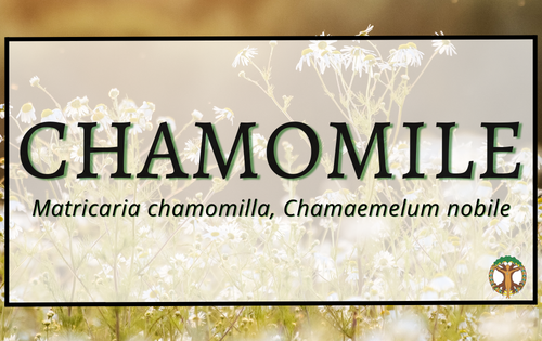 Chamomile