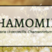 Chamomile