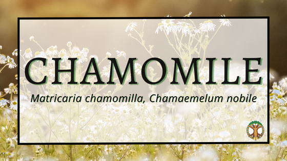 Chamomile