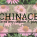 Echinacea 1