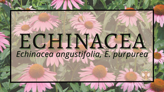 Echinacea