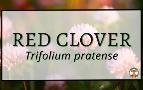 Red Clover