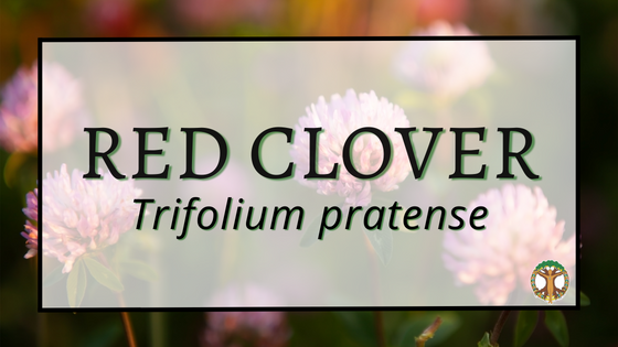 Red Clover