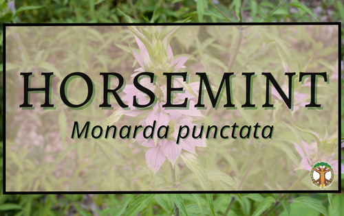 Horsemint 1