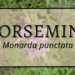 Horsemint 1