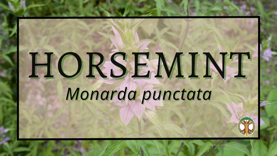 Horsemint