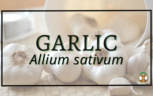 Garlic