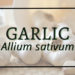 Garlic