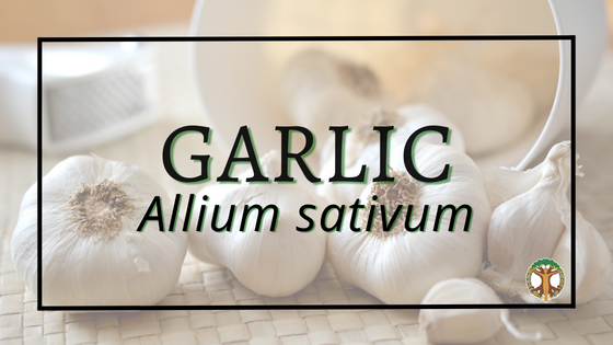 Garlic