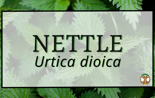 Nettle