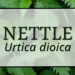 Nettle