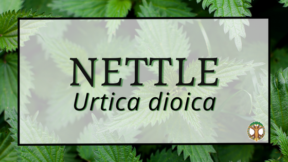 Nettle