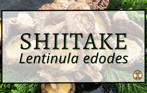 Shiitake