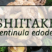 Shiitake