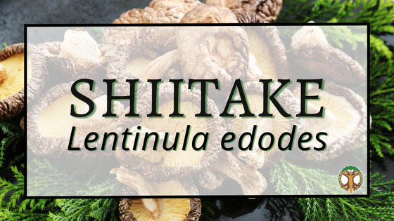 Shiitake