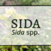 Sida 1