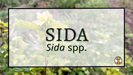 Sida