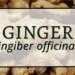 Ginger