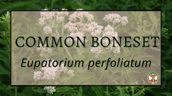 Common boneset