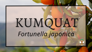 Kumquat