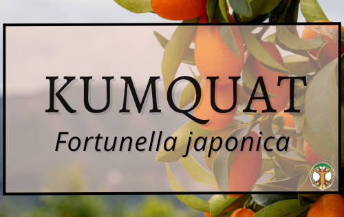 Kumquat