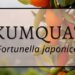 Kumquat