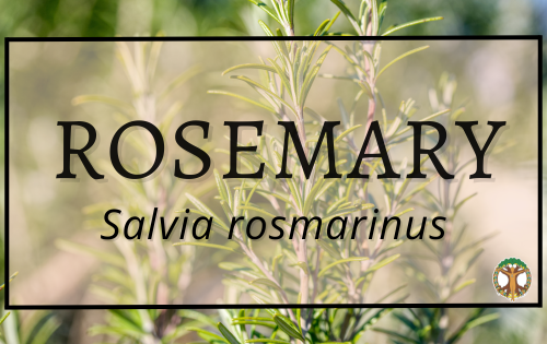 Rosemary