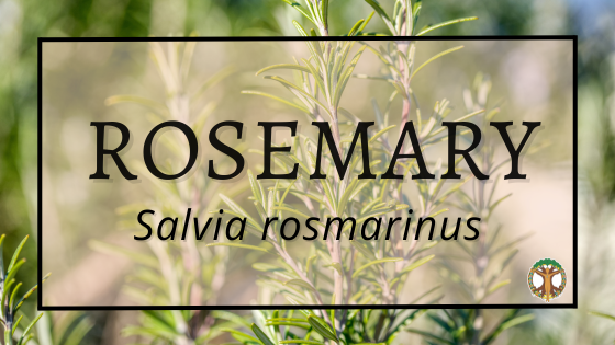 Rosemary